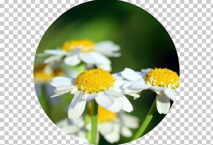 Roman Chamomile German Chamomile Tea Health Plant PNG, Clipart, Angelica Archangelica, Chamomile, Computer Wallpaper, Daisy, Daisy Family Free PNG Download