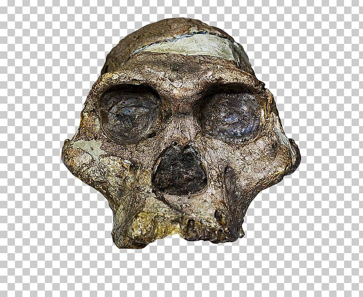 Sterkfontein Cradle Of Humankind Taung Australopithecus Africanus Mrs. Ples PNG, Clipart, Artifact, Australopithecus Africanus, Bone, Cradle Of Humankind, Fantasy Free PNG Download
