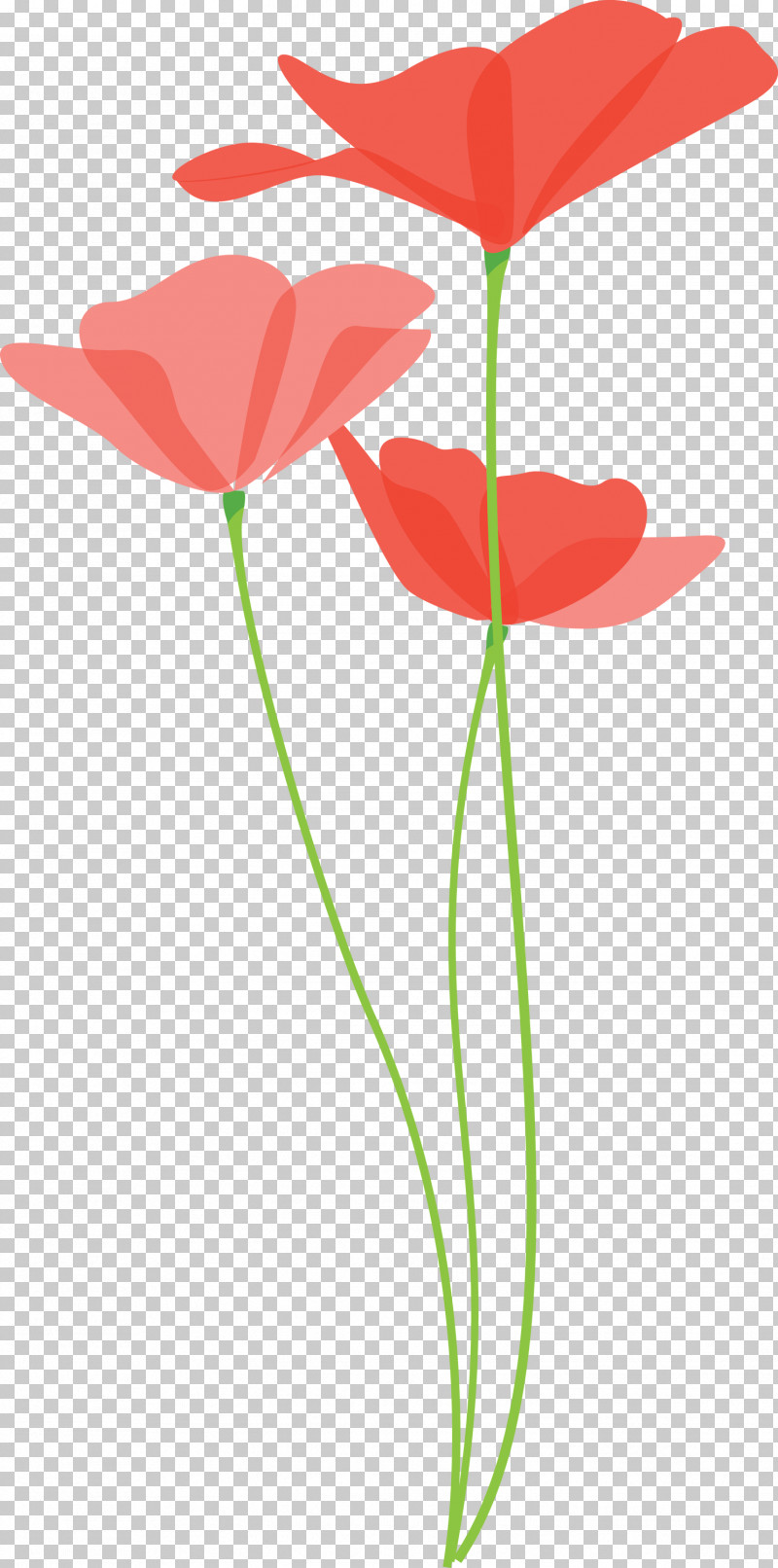 Poppy Flower PNG, Clipart, Anthurium, Coquelicot, Corn Poppy, Cut Flowers, Flower Free PNG Download
