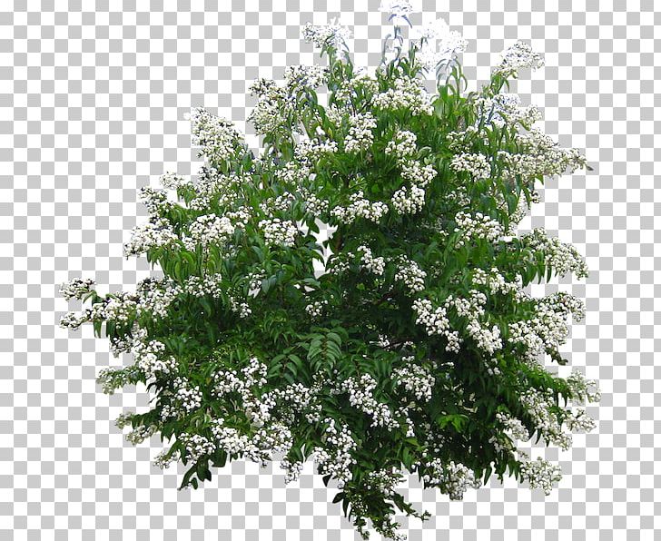 Landscape Architecture Shrub Tree Plant PNG, Clipart, Artificial Flower, Branch, Cedar, East Asian Cherry, Flower Free PNG Download