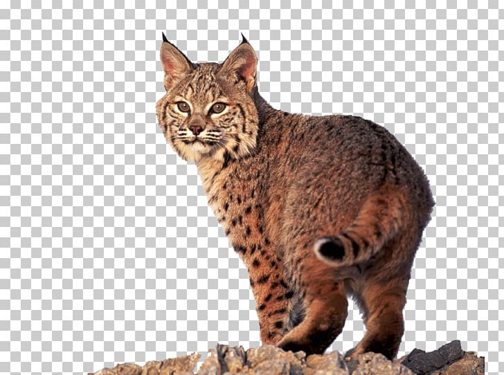 Ocicat California Spangled Pixie-bob Dragon Li Eurasian Lynx PNG, Clipart, Animal, Animals, Bengal, Bobcat, Caracal Free PNG Download