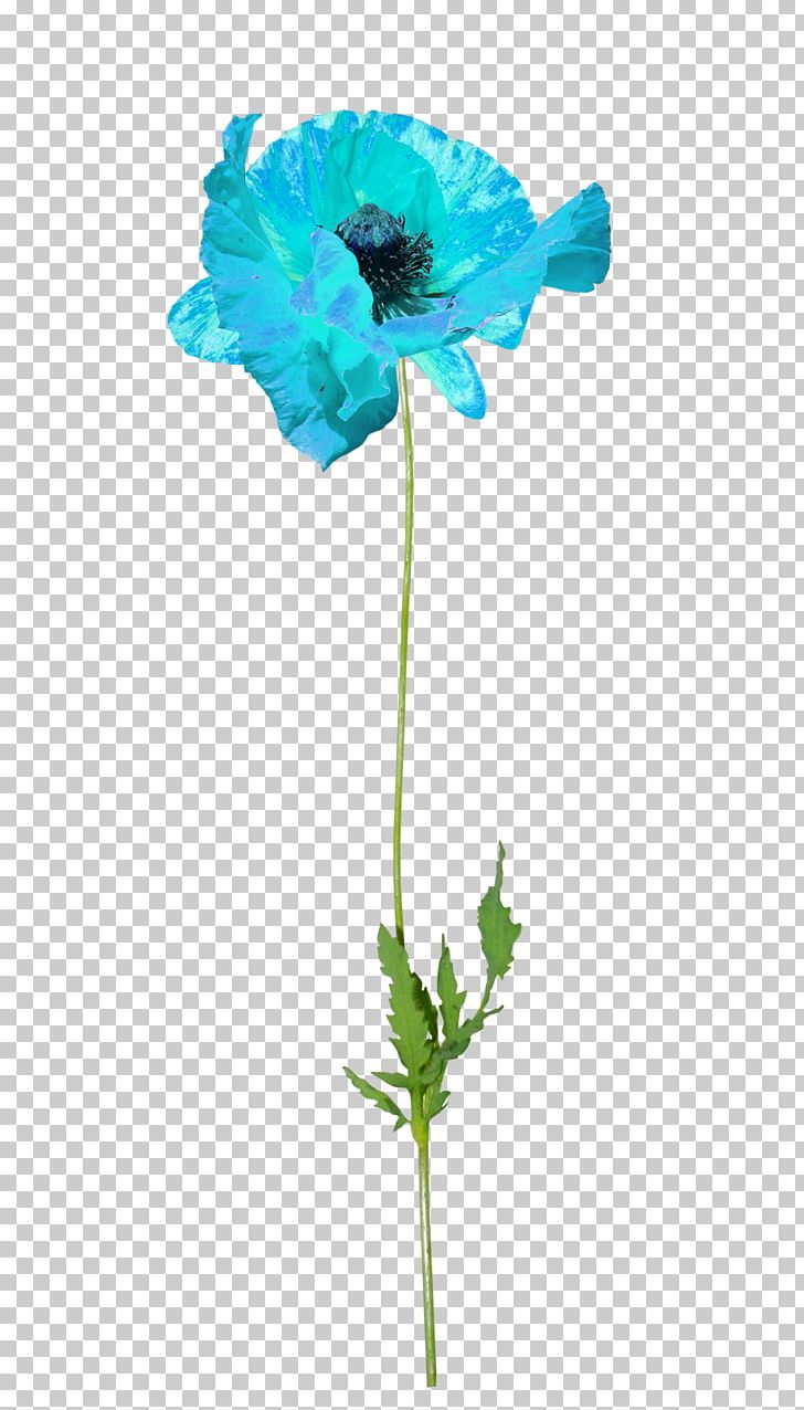 PicsArt Photo Studio Flower Garden Roses PNG, Clipart, Android, Anemone, Blue, Cut Flowers, Flower Free PNG Download