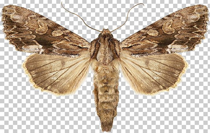 Snout Moths False Codling Moth Pseudocoremia Suavis PNG, Clipart, Animals, Arthropod, Bombycidae, Brush Footed Butterfly, Butterflies And Moths Free PNG Download