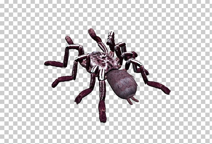 Spider File Formats PNG, Clipart, Animals, Arachnid, Arthropod, Black House Spider, Bugs Free PNG Download