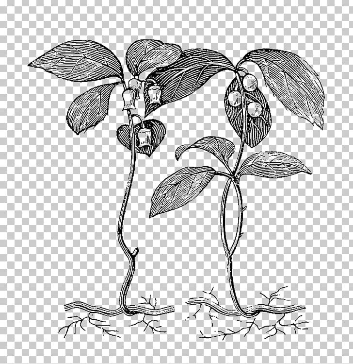Leaf Drawing Botany Root PNG, Clipart, Artwork, Black And White, Botani, Botanical Illustration, Botany Free PNG Download