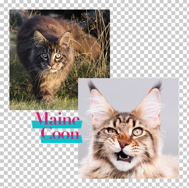 Maine Coon Cat Food Kitten Dog Horse PNG, Clipart, Black, Carnivoran, Cat, Cat Breed, Cat Food Free PNG Download