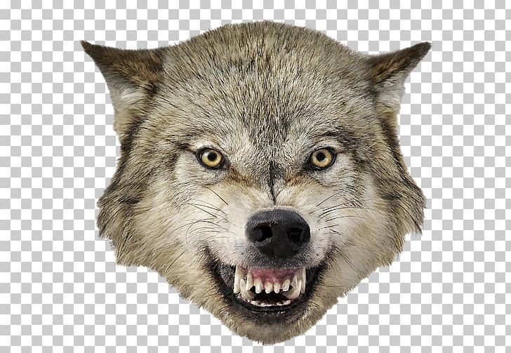 Meme Coyote Grumpy Cat Alaskan Tundra Wolf Snarl PNG, Clipart, Alaskan Tundra Wolf, Canis, Canis Lupus Tundrarum, Carnivoran, Cat Free PNG Download