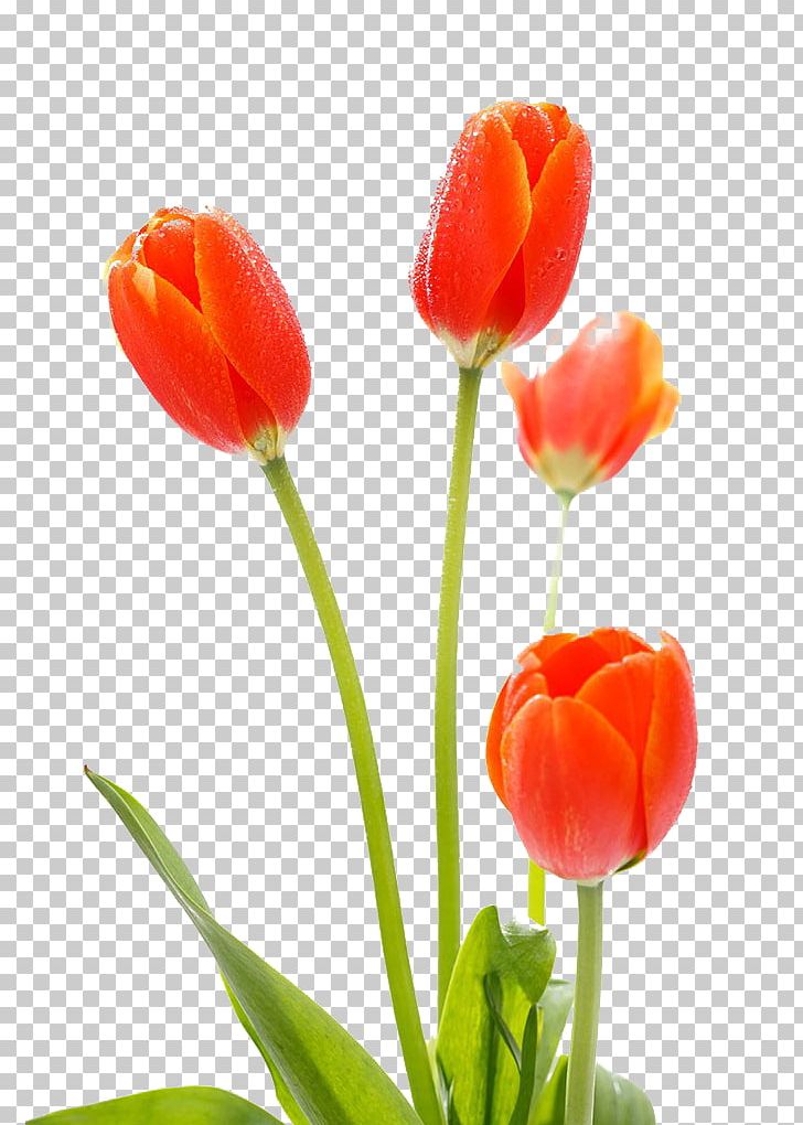 Tulip Cut Flowers PNG, Clipart, Bud, Cut Flowers, Display Resolution, Flower, Flower Bouquet Free PNG Download