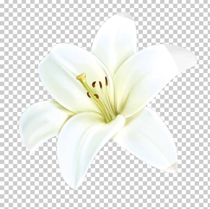 White Petal Cut Flowers PNG, Clipart, Bloom, Christmas Decoration, Decorative, Flower, Flowering Free PNG Download