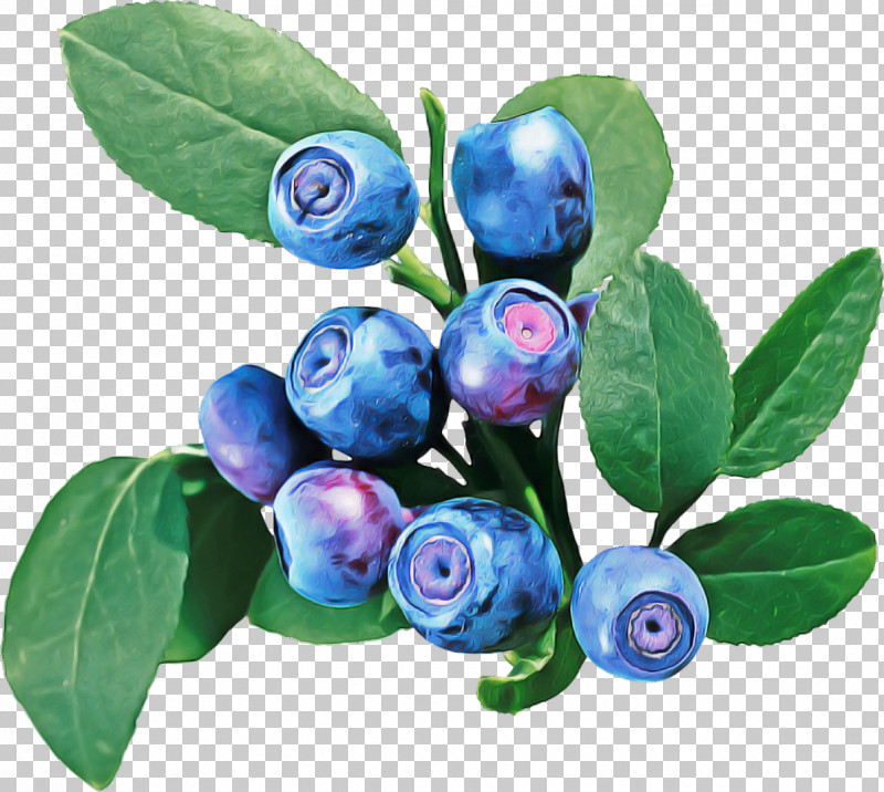 Bilberry Berry Plant Blue Violet PNG, Clipart, Berry, Bilberry, Blue, Blueberry, Branch Free PNG Download