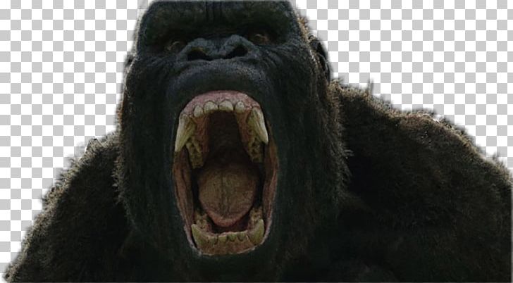 Common Chimpanzee Western Gorilla King Kong YouTube Godzilla PNG, Clipart, Chimpanzee, Common Chimpanzee, Deviantart, Film, Godzilla Free PNG Download
