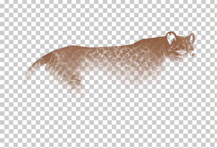 Cougar Bobcat Whiskers Wildcat PNG, Clipart, Animal, Animals, Big Cat, Big Cats, Bobcat Free PNG Download