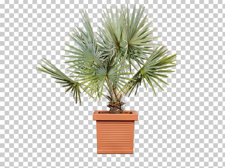 Flowerpot Terracotta NurseryLive Plastic PNG, Clipart, Arecales, Cube, Date Palm, Evergreen, Flower Free PNG Download