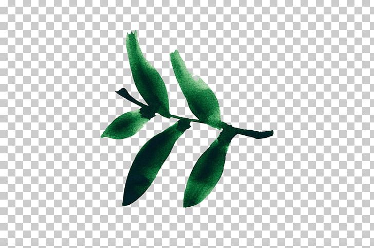 Leaf Plant Stem PNG, Clipart, Branch, Leaf, Plant, Plant Stem Free PNG Download