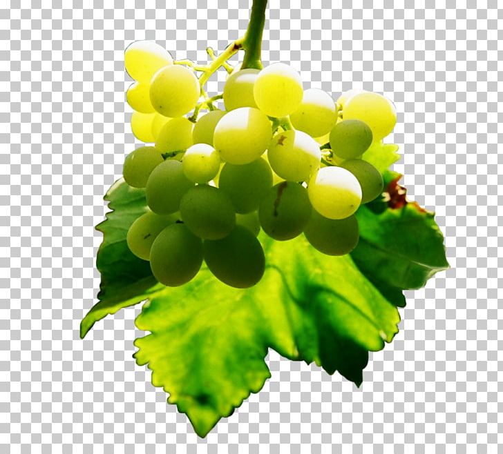 Sultana Grapevines Seedless Fruit PNG, Clipart, Avocado, Berry, Food, Fruit, Fruit Nut Free PNG Download