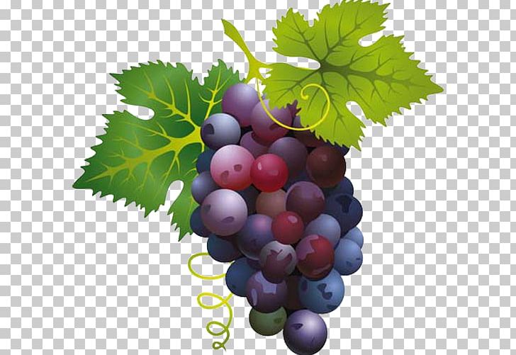 Grape Wine PNG, Clipart, Berry, Common Grape Vine, Download, Food, Fruit Free PNG Download