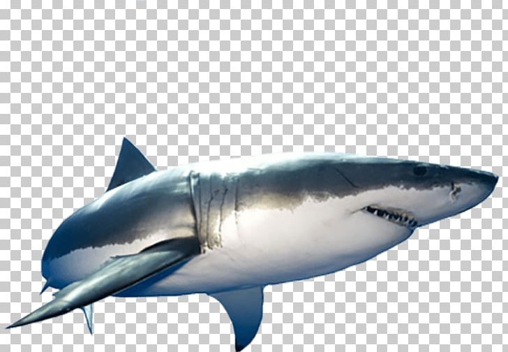 Great White Shark Isurus Oxyrinchus Tiger Shark PNG, Clipart, Animal, Animals, Blue Shark, Carcharodon, Caribbean Reef Shark Free PNG Download