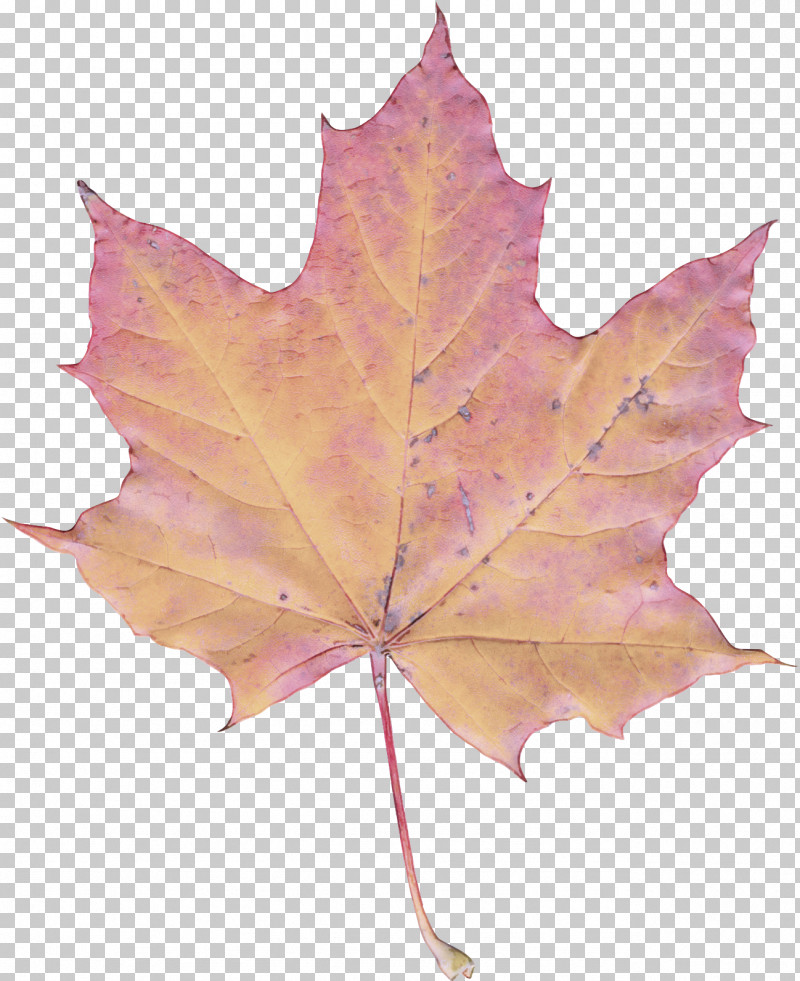 Leaf Maple Leaf / M Maple Tree Plant PNG, Clipart, Biology, Leaf, Maple, Maple Leaf M, Plant Free PNG Download