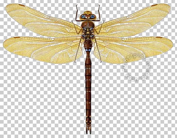 Dragonfly Pterygota Net-winged Insects PNG, Clipart, Arthropod, Dragonflies And Damseflies, Dragonfly, Grandis, Insect Free PNG Download