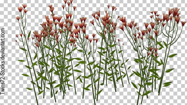 Wildflower Plant Stem Armeria Maritima PNG, Clipart, Armeria Maritima, Cari, Commodity, Common Daisy, Deviantart Free PNG Download