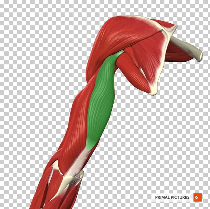 Close-up Shoulder PNG, Clipart, Arm Muscle, Closeup, Flower, Muscle, Petal Free PNG Download