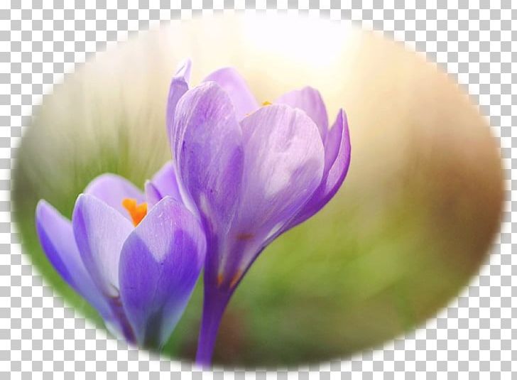 Crocus Flower Purple Spring Photography PNG, Clipart, Bud, Closeup, Color, Computer Wallpaper, Crocus Free PNG Download