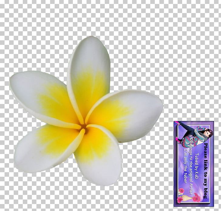 Flower Petal Plant PNG, Clipart, Flower, Frangipani, Nature, Petal, Plant Free PNG Download