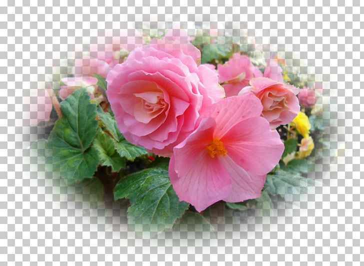 Houseplant Perennial Plant Tuberous Begonias Annual Plant PNG, Clipart, Adenium, Annual Plant, Artificial Flower, Begonia, Bulb Free PNG Download