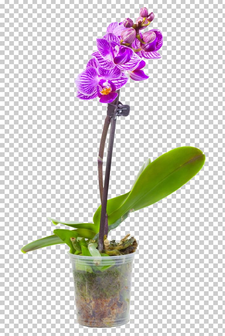 Moth Orchids Flowerpot Photography White PNG, Clipart, Bougainvillea, Cattleya, Color, Cut Flowers, Flora Free PNG Download