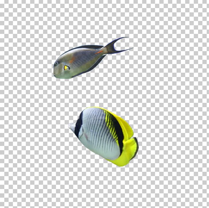 Fish Seabed PNG, Clipart, Adobe Illustrator, Animals, Aquarium Fish, Aquatic Animal, Bottom Free PNG Download