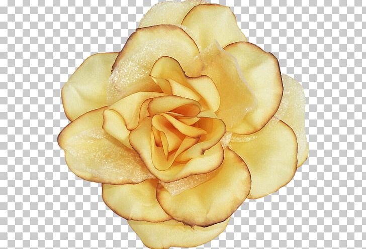 Garden Roses Flower Blume PNG, Clipart, Blume, Botanical Illustration, Cicek, Cicek Resimleri, Clip Art Free PNG Download