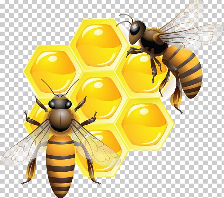 Honey Bee Honeycomb Insect PNG, Clipart, Arthropod, Bee, Beehive, Bee Hive, Bee Honey Free PNG Download