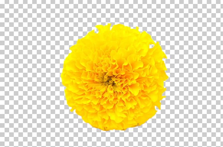 Mexican Marigold Flower Calendula Officinalis Yellow PNG, Clipart, Calendula, Chrysanthemum, Chrysanths, Dahlia, Dimorphotheca Sinuata Free PNG Download