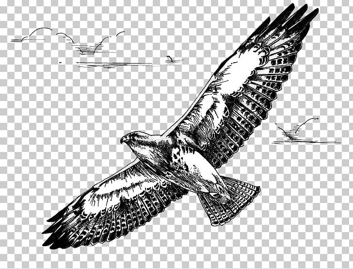 Bird Of Prey Swainson's Hawk Red-tailed Hawk PNG, Clipart,  Free PNG Download