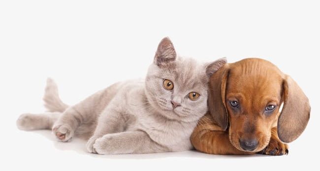 Close Together Dogs And Cats PNG, Clipart, Animal, British, British Shorthair, Cat, Cats Clipart Free PNG Download