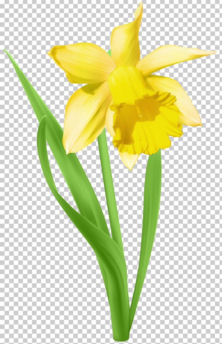 Daffodil PNG, Clipart, Amaryllis Family, Blog, Clipart, Cut Flowers, Daffodil Free PNG Download