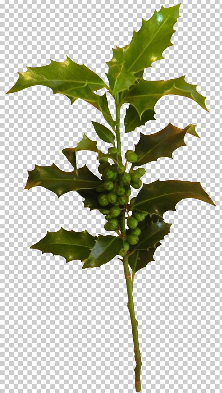 Leaf Plant Stem PNG, Clipart, Branch, Leaf, Plant, Plant Stem, Tree Free PNG Download