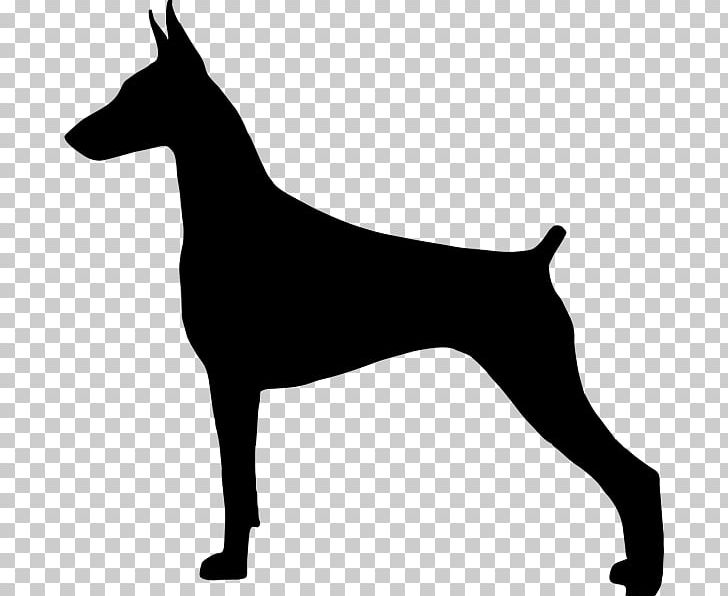 Dobermann Miniature Pinscher German Pinscher Great Pyrenees Greyhound PNG, Clipart, Animals, Black And White, Carnivoran, Doberman, Dobermann Free PNG Download