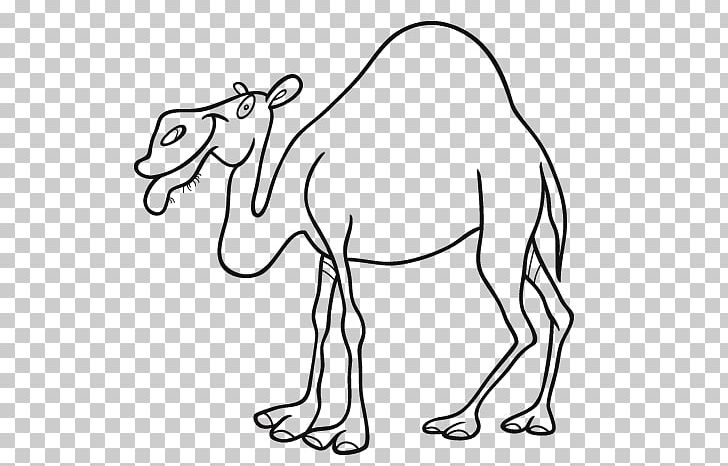Dromedary Bactrian Camel Drawing Coloring Book PNG, Clipart, Arm, Camel, Carnivoran, Cartoon, Hand Free PNG Download