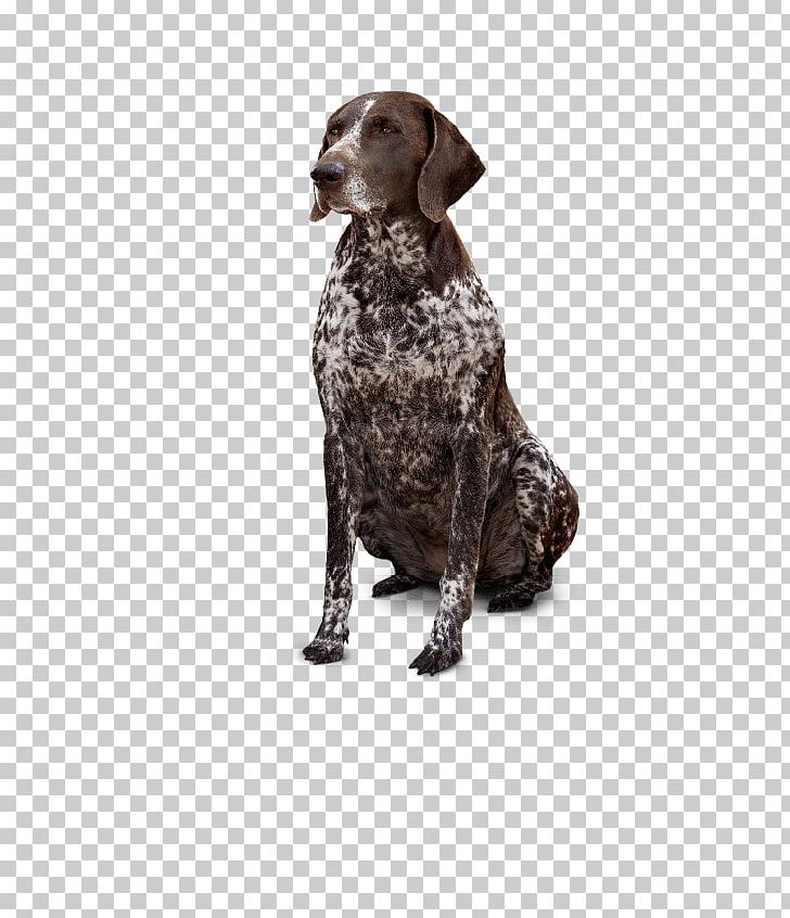 German Shorthaired Pointer Old Danish Pointer Hunting Dog Dog Breed PNG, Clipart, Breed, Dog, Dog Breed, Dog Like Mammal, German Shorthaired Pointer Free PNG Download