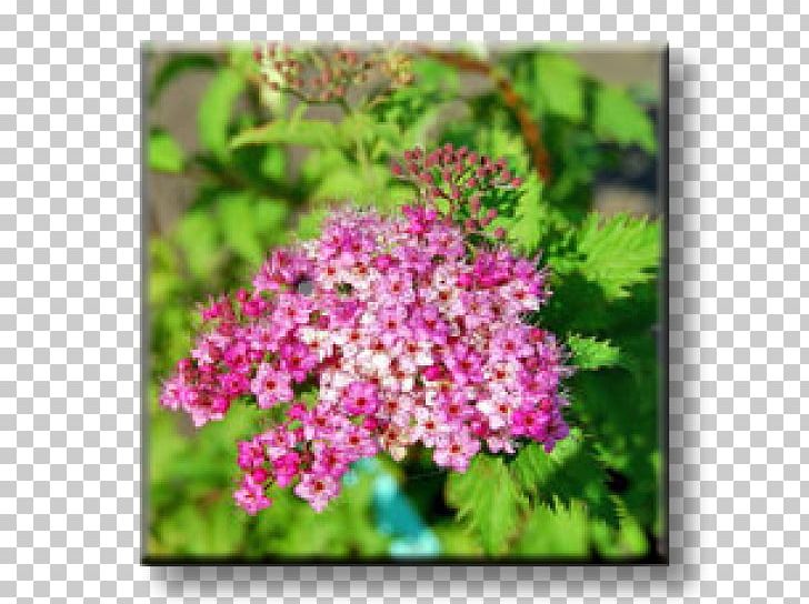 Spiraea Japonica Subshrub Color Lilac PNG, Clipart, Bridalwreaths, Color, Flora, Flower, Flowering Plant Free PNG Download