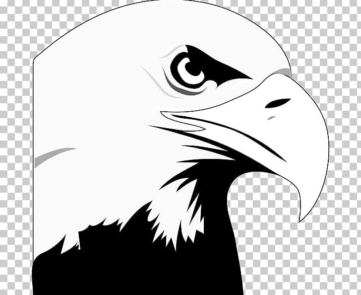 Bald Eagle White-tailed Eagle PNG, Clipart, Accipitriformes, Bald Eagle, Beak, Bird, Bird Of Prey Free PNG Download