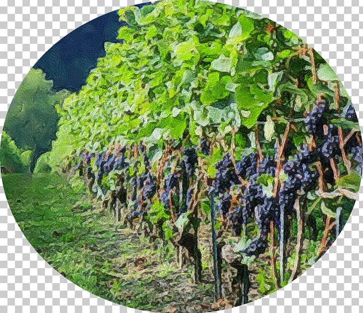 Grape Agriculture Tree PNG, Clipart, Agriculture, Fruit, Fruit Nut, Grape, Grapevine Family Free PNG Download