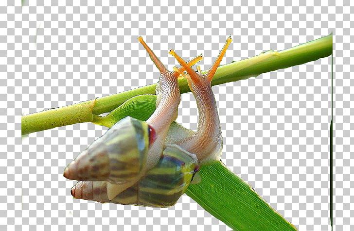 Snail Orthogastropoda Computer File PNG, Clipart, Animal, Animals, Creative, Deco, Designer Free PNG Download