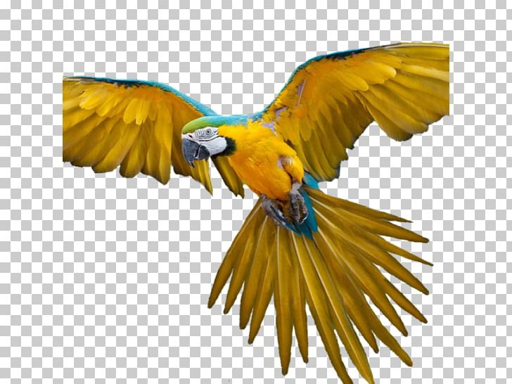 Bird Flight Parrot Bird Flight PNG, Clipart, Animals, Beak, Bird, Bird Flight, Common Pet Parakeet Free PNG Download