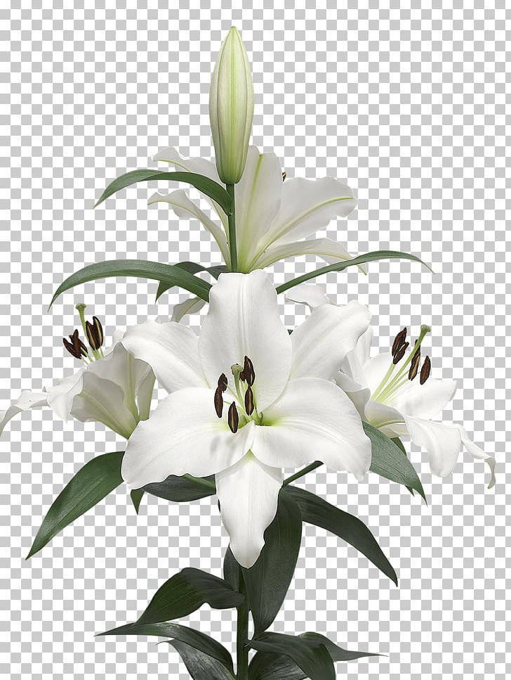 Lilium Candidum Cut Flowers White Bulb PNG, Clipart, Black And White, Bud, Bulb, Callalily, Color Free PNG Download