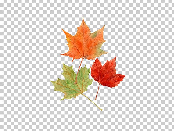 Autumn Leaf Color Drawing Watercolor Painting PNG, Clipart, Art, Autumn, Autumn Leaf Color, Color, Drawing Free PNG Download