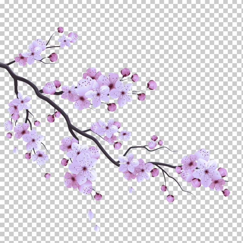 Cherry Blossom PNG, Clipart, Blossom, Branch, Cherry Blossom, Flower, Lilac Free PNG Download