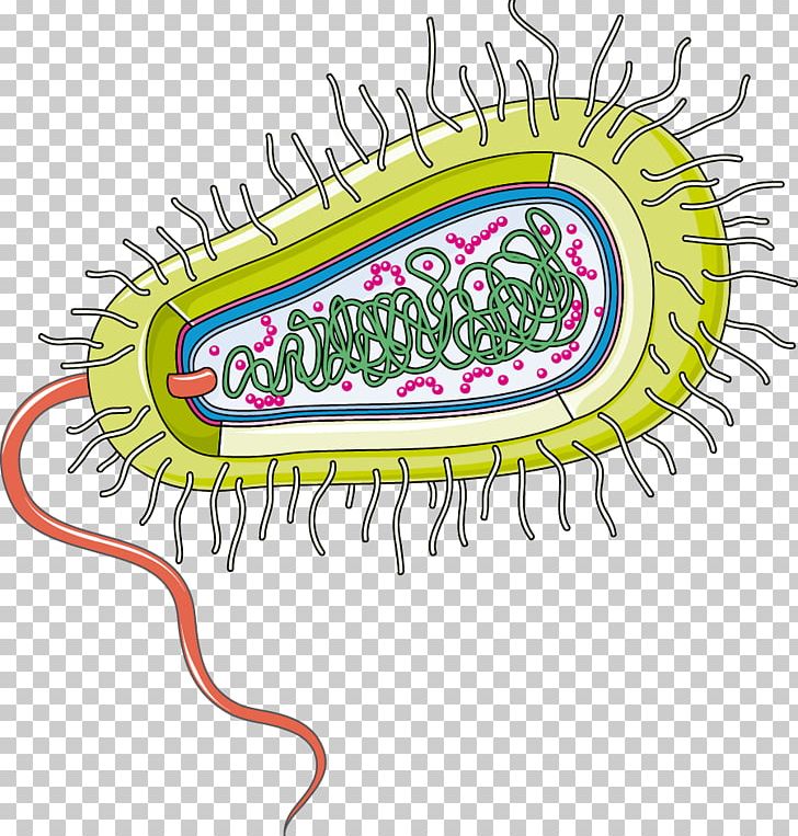 Bacteria Infection Group A Streptococcus Gut Flora Organism PNG, Clipart, Area, Artwork, Bacteria, Bacterial Disease, Cooky Free PNG Download