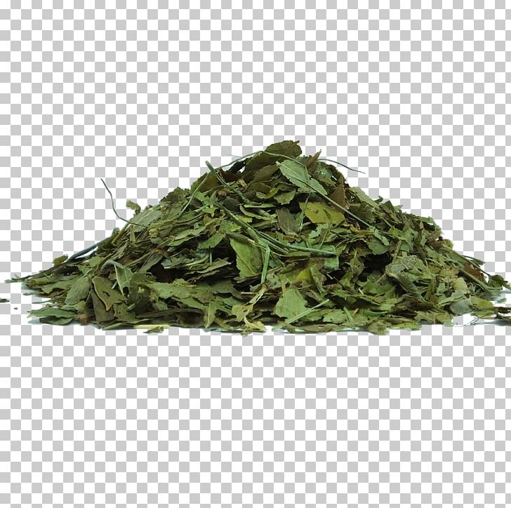 Green Tea Herbal Tea Matcha PNG, Clipart, Aonori, Bancha, Black Tea, Caffeine, Camellia Sinensis Free PNG Download